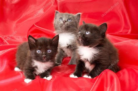 Fluffy Little Kittens — Stock Photo © Tankist276 8221303