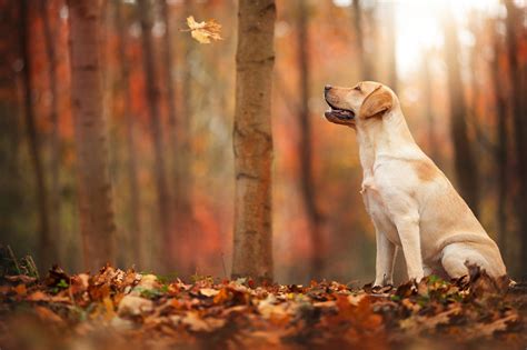 Dog Autumn Wallpapers High Quality Download Free