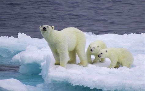 The distribution of the areas of a warehouse must guarantee the safety of the goods and more importantly that of the operators working in the attached to this area is the service area of the warehouse team, which will include spaces such as changing rooms, the canteen, meeting rooms, etc. Polar Bears Are Usually Found In Northern Sea Areas Of ...