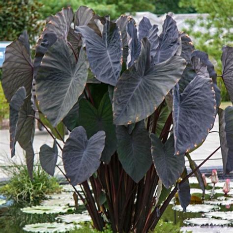 Shipping to areas that are cold will. Colocasia esculenta Black Magic | K. van Bourgondien