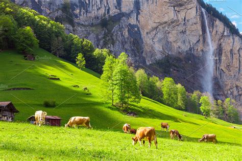 Cows Grazing In Swiss Alps High Quality Animal Stock Photos