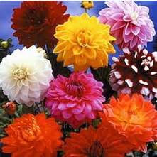 Buy wholesale price in tennessee. Fresh Flowers Wholesale UK | Wedding Flowers |Triangle Nursery