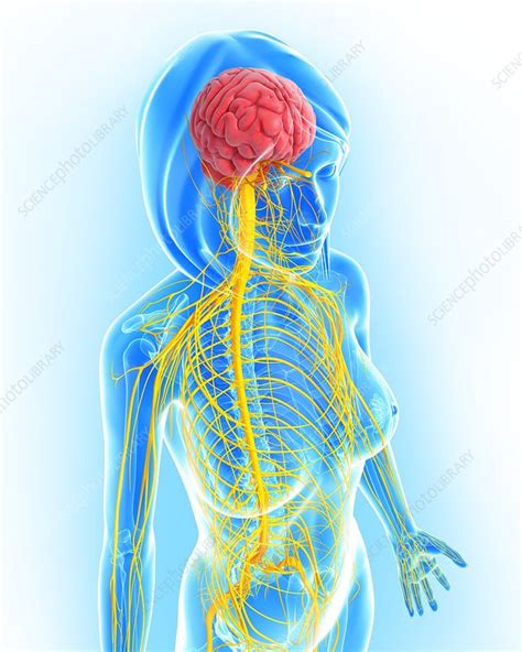 Female Nervous System Artwork Stock Image F0061636 Science