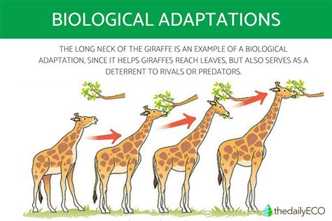Physiological Adaptation Definition And Examples Biol