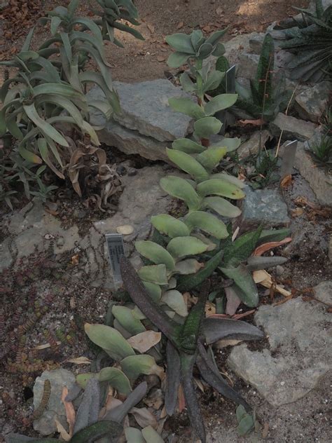 crassula perfoliata var falcata j c wendl toelken plants of the world online kew science