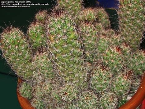 Informed rvers have rated 20 campgrounds near phoenix, arizona. PlantFiles Pictures: Mammillaria (Mammillaria ...