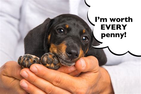 How Much Do Dapple Dachshund Puppies Cost