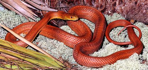 Everglades Rat Snake Photograph By Millard H Sharp Pixels