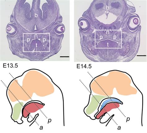 Overview On Mouse Sections Used For This Study Top Row Download