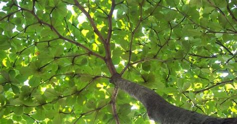 Karakteristik Tanaman Pohon Ketapang Terminalia Catappa L Pohon