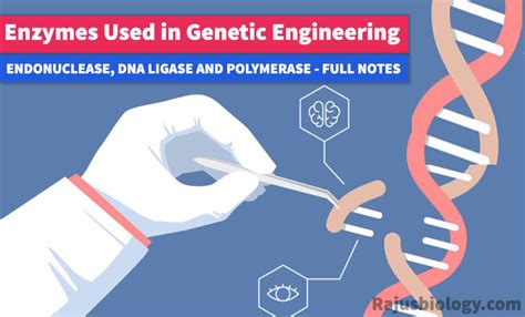 Enzymes Used In Genetic Engineering Short Notes Rajus Biology