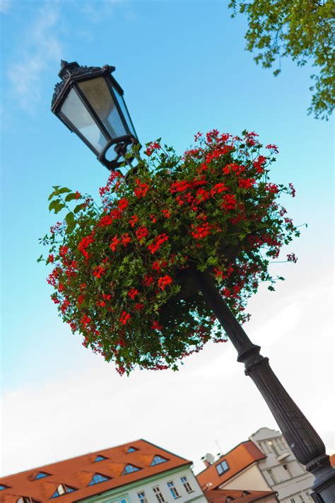 Whether you're looking for letterbox flowers, flowers by post or courier flowers, here at serenata flowers we strive for absolute perfection when it comes to fresh flowers. Lamp Post With Flowers Free Stock Photo - Public Domain ...