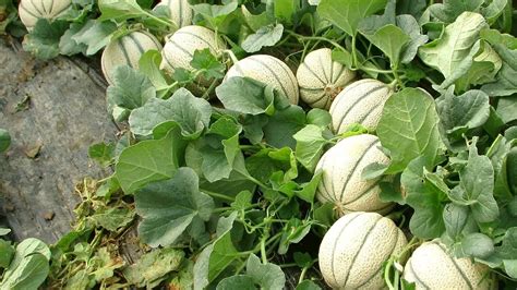 how to grow melons in the garden plant instructions