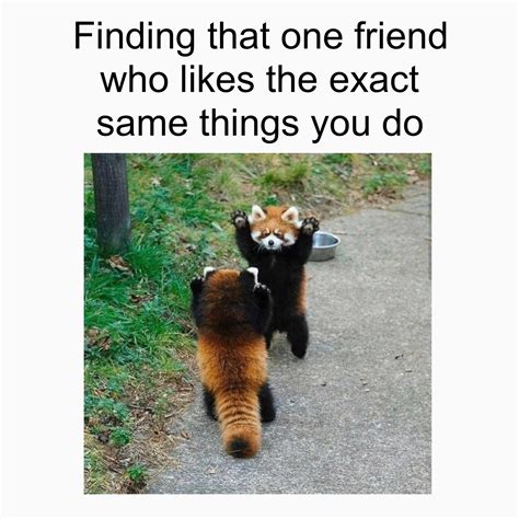 Did we just become best friends?! : redpandas