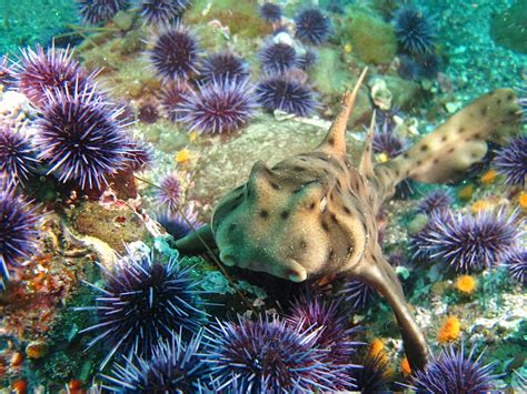 The numbers given are for pokémon sword & shield and may vary in other games; Horn Shark of Anacapa | California Diver Magazine