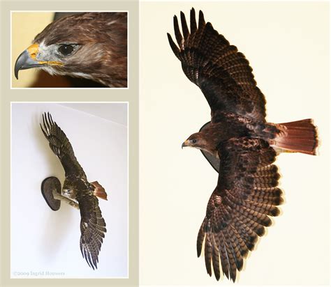 He has settled in so nicely and so has mom and dad. Taxidermy - Red Tailed Hawk by Illahie on DeviantArt