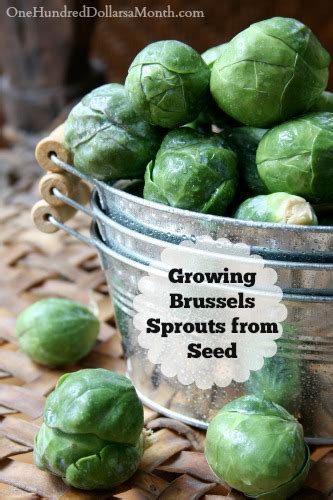 Dig For Your Dinner Growing Brussels Sprouts From Seed