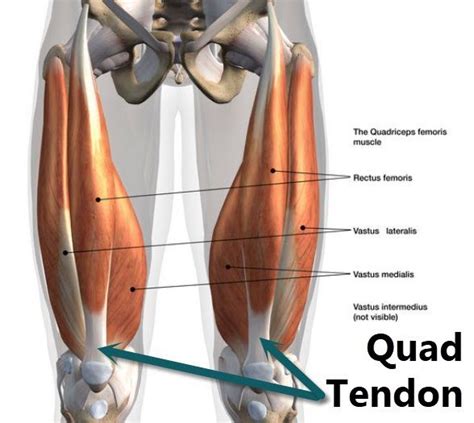 Qualitative And Quantitative Anatomy Of The Human Quadriceps Tendon In