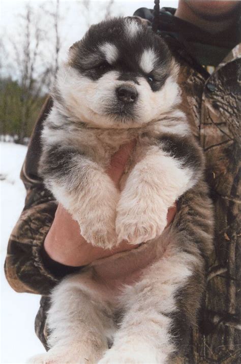 New and used items, cars, real estate, jobs, services, vacation beautiful healthy alaskan malamute puppies for sale. Alaskan Malamute Puppies - Doglers