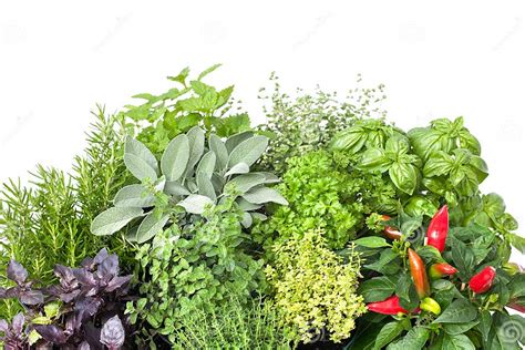 Fresh Kitchen Herbs Stock Photo Image Of Ingredient 32469434