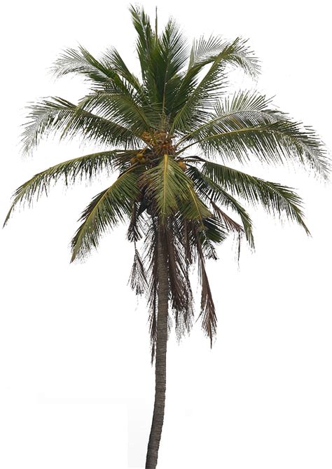 Collection Of Png Of A Palm Tree Pluspng