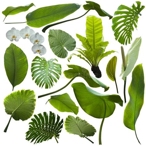 194072 Jungle Leaves Stock Photos Free And Royalty Free Stock Photos