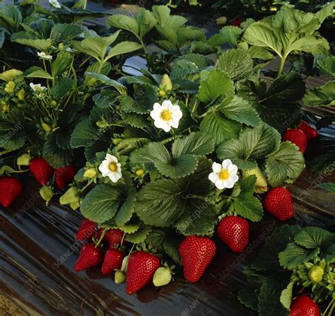 Flower and bear fruit are semantically related. Strawberry plant with fruit and flowers - Stock Image ...