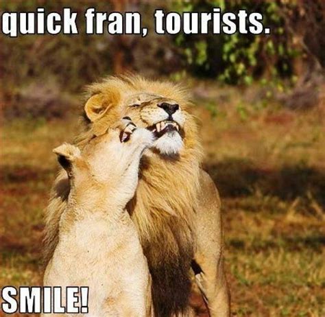 Top 37 Most Funniest Lion Quotes Có Hình ảnh