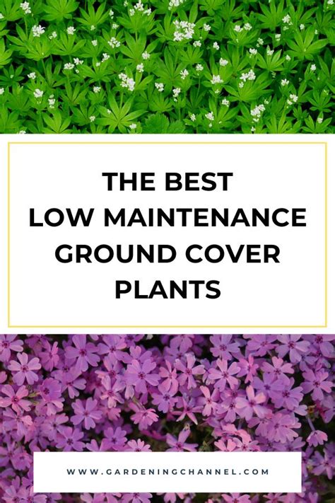 ‌the‌ ‌best‌ ‌low‌ ‌maintenance‌ ‌ground‌ ‌cover‌ ‌plants‌ ‌to‌ ‌liven