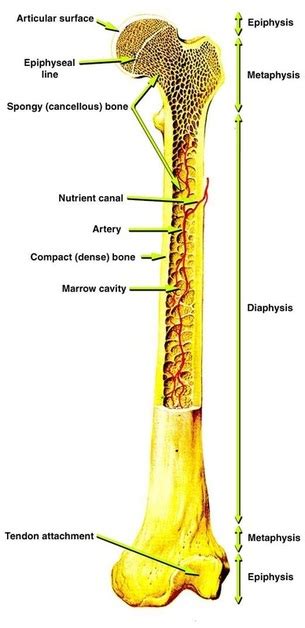 A long bone is one that is cylindrical in shape wrist bones anatomy function and injuries. Skeletal System - Ms. Mastro's Website