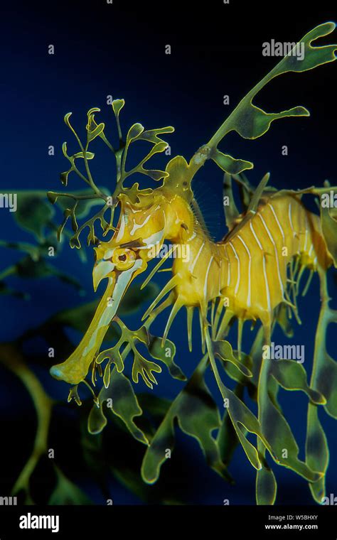 Leafy Sea Dragon Phycodurus Eques Stock Photo Alamy