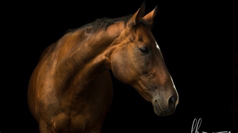 These Horse Portraits Will Leave You Breathless