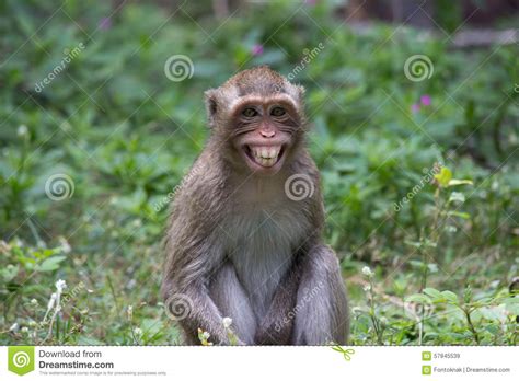 Angry Monkeys Stock Image Image Of Real Tropical Monkey 57845539