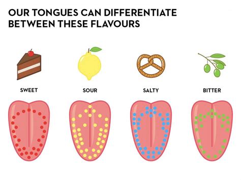 5 Major Types Of Tastes And How The Gustatory Sense Works Senses