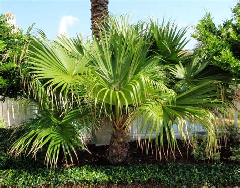 Chinese Fan Palm Árvores Para Plantar Jardinagem Paisagismo