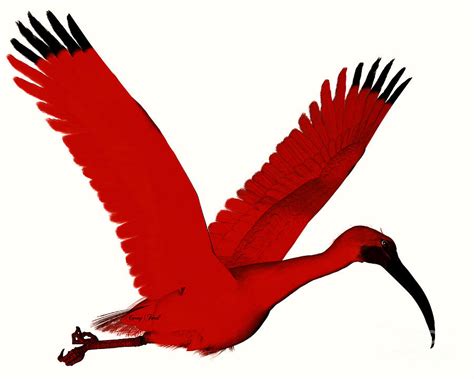 Scarlet Ibis Painting By Corey Ford