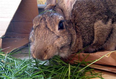 3 Types Of Grass That Are Healthy For Rabbits Animal Lova
