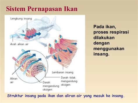  peparu contoh kucing, burung, buaya, katak, paus. Bab 7 sistem pernafasan