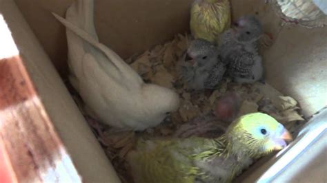 Nest Full Of Budgieparakeet Chicks Youtube