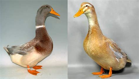 10 Breeds Of Domestic Ducks That Have Become Or Are Becoming Quit Rare