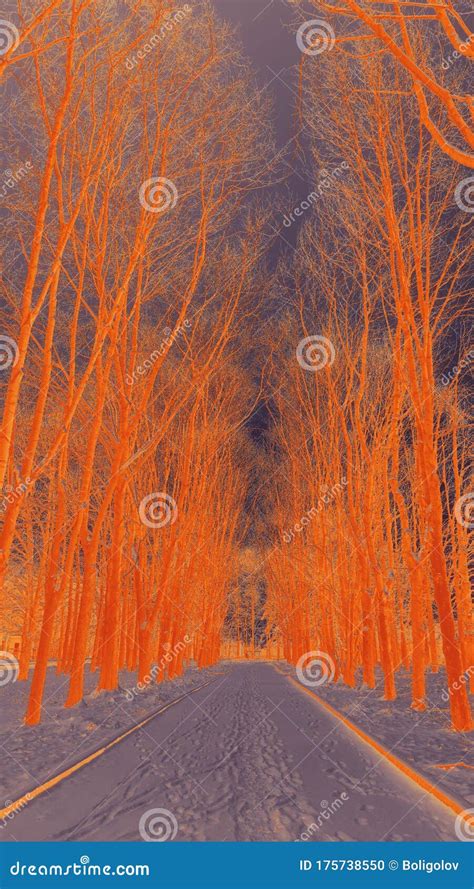 Winter Tree Alley With Step Chains On Snow Stock Photo Image Of