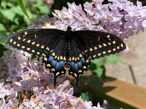 Ontario Butterflies Self Propelled Flowers Nature Notes Blog