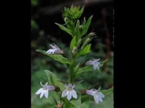 Blue miracle tells the true story of a mexican man who tries to save his orphanage by winning a in blue miracle, hurricane odile causes flooding at the orphanage casa hogar in cabo san lucas. Lobelia Herb Health Benefits - YouTube