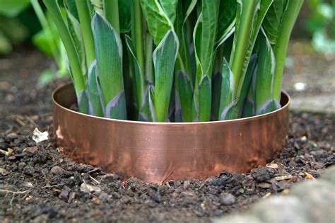 I just moved it into more. Stop Slugs Eating Young Plants - gardenersworld.com