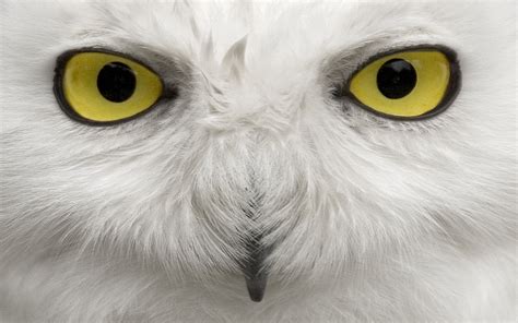 Snowy Owl Full Hd Wallpaper And Background Image 1920x1200 Id209488