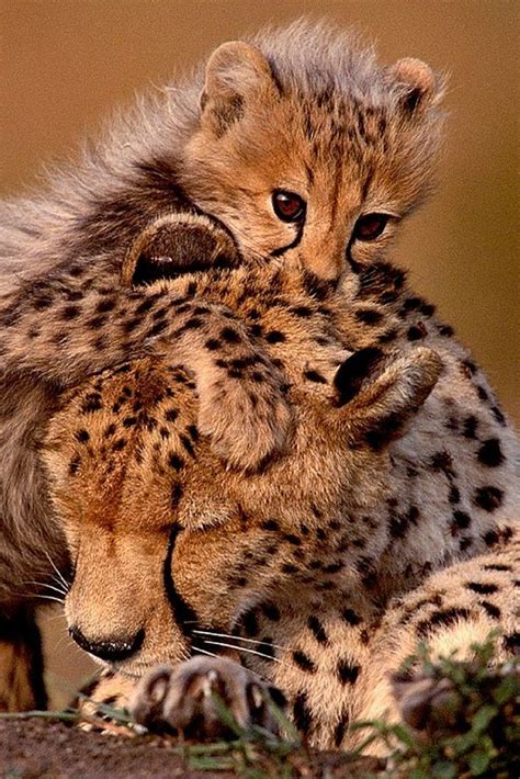 These Adorable Pictures Show Special Bond Between A Cheetah Cub And Her