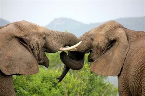 Premium Photo Elephants Lock Their Trunks In Love Gesture