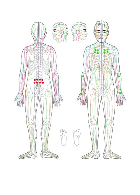 This illustration labeled regions of the human body show an anterior and posterior view of the body. Lower Back - Winnipeg Reflexology Etc