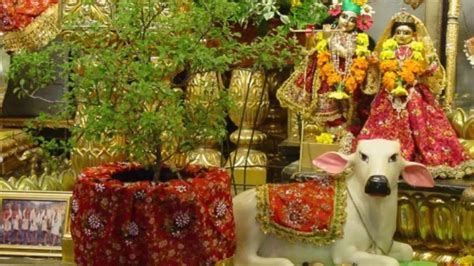 Tulsi Vivah 2023 Date Time Shubh Muhurat Heres All You Need To Know