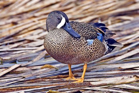 Blue Winged Teal Anas Discors Boreal Songbird Initiative